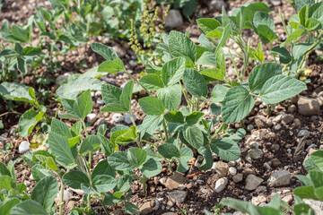 Young soybean plantlings (Glycine max). Agriculture and soy produktion.