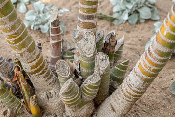 Trimmed shoots of a palm tree in an ornamental garden.
