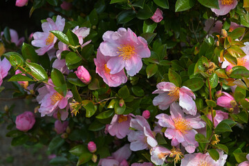 花弁が白とピンクのグラデーションになっているサザンカ