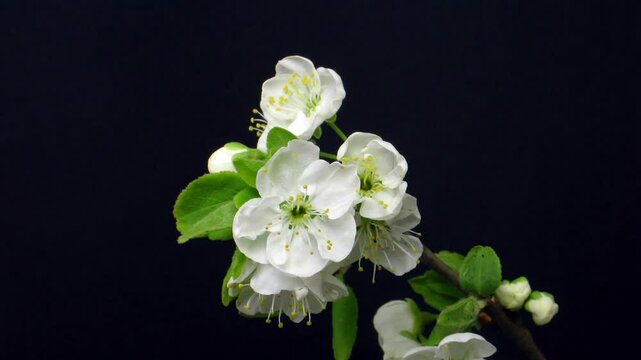 Time lapse of blooming plum branch