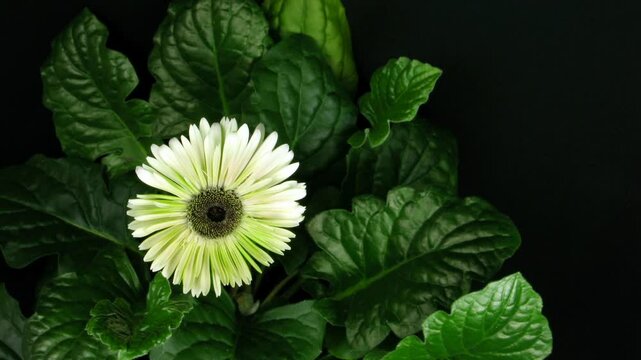 Time lapse of growing pink zinnia flower
