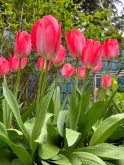 Heralds of spring: Beautiful, large, red tulips in the home garden in Mönchengladbach, Germany. Version 2