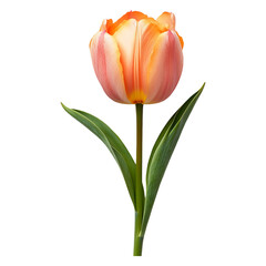 Naklejka premium Beautiful isolated tulip flower on transparent background for design use