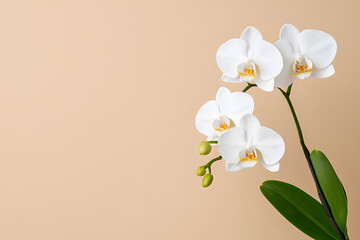Obraz premium White Orchid flower isolated on background