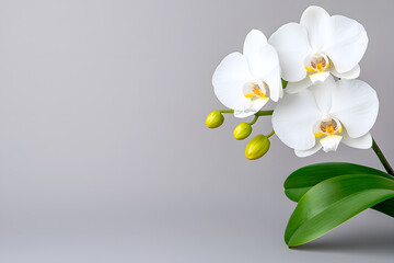 White Orchid flower isolated on background