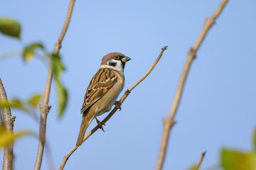 Eurasian Tree sparrow sitting on a twig