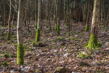 View of a deciduous forest in early spring, with moss covered tree trunks and a carpet of dry leaves on the forest floor in Germany