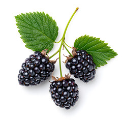 Black berry Marionberry, isolated on a white background