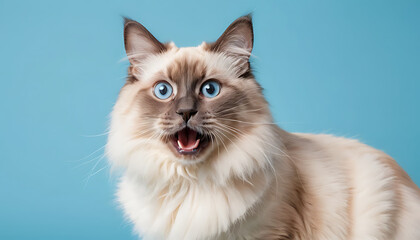 Playful Ragdoll Cat with Wide-Eyed Expression Against a Sky Blue Background