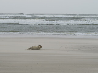 Robbe am Strand