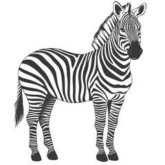 Obraz premium zebra vector illustration