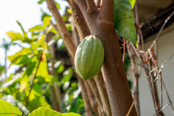 Green raw cocoa fruit on the tree