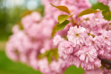 Pink Cherry Blossoms in Bloom