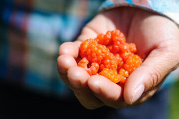 Hand picking wild raspberry in high altitude forest