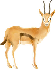 watercolor gazelle