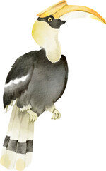 watercolor hornbill © Je