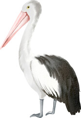 watercolor pelican