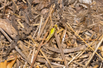 The grasshopper got caught in a spider's web