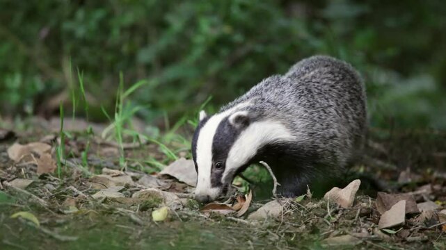 Badgers feeding in the evening, in countryside near Tiverton, Devon, England, United Kingdom