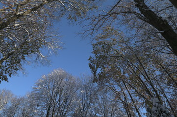 View up to the crown of the tree