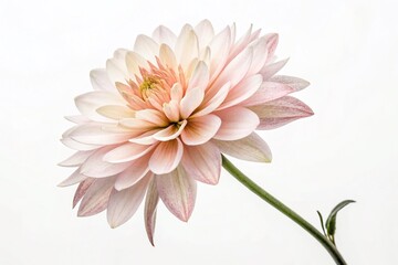 Fototapeta premium Elegant Watercolor Flower, Minimalist Floral Art Print, Calming Feminine Wall Decor, Greeting Card Design