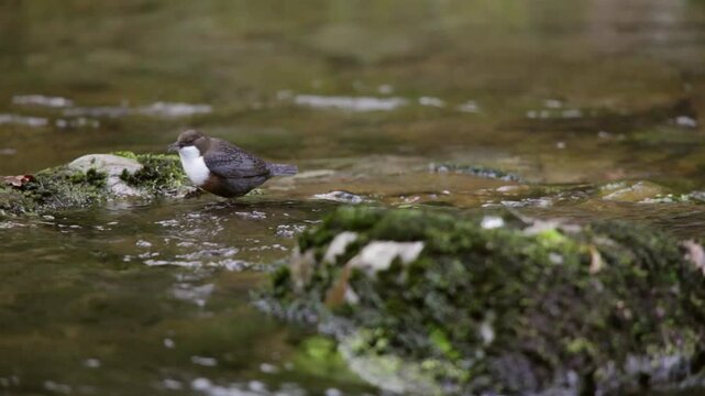 Dipper (Cinclus cinclus) feeding in the fast flowing East Lyn River, near Lynmouth, Exmoor National Park, Devon, England, United Kingdom