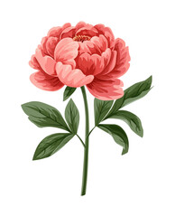 Elegant peony vector artwork with green leaves on white background.