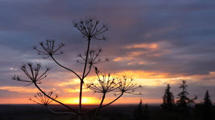 Fototapeta premium plant detail in the forest at sunset time.