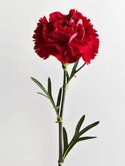 Ultra-realistic single stem carnation flower with vibrant colors on a white background