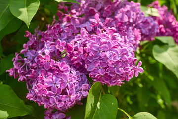 Lilac Flowers Close-Up