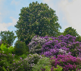 Obraz premium Beautiful Lilac Garden