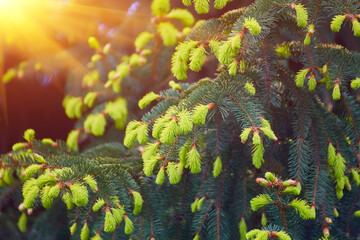 Spruce Tree New Growth