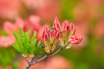 Azalea Buds