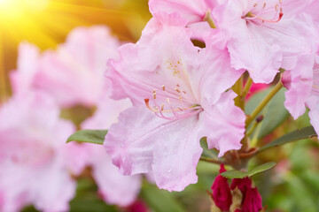 Pale Pink Rhododendron