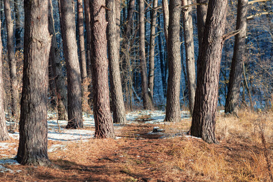 Winter forest with sunlight and pine trees. The silence and tranquility of a winter forest with tall pine trees.