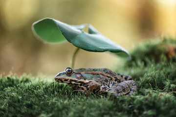 A charming frog has settled down comfortably on soft moss, hiding under a tiny leaf, as if under an...