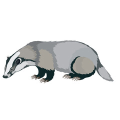 gray badger stands sideways to us, isolated object on white background, vector illustration,