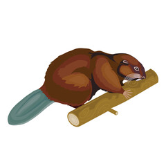 beaver gnawing a piece of wood, isolated object on white background, vector illustration,