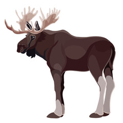 moose with big antlers stands sideways to us, isolated object on white background, vector illustration,