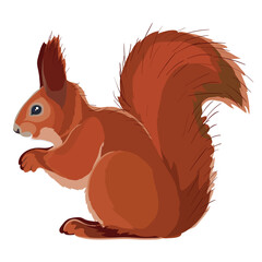 red squirrel sits sideways to us, isolated object on white background, vector illustration,