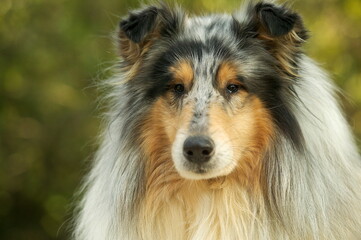 Fototapeta premium Colley