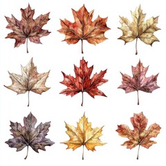 Autumn maple leaves collection, fall foliage, nature design