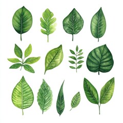 Watercolor green leaves collection; nature design elements