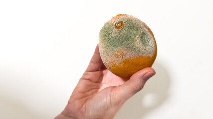 A hand holds a moldy orange illustrating food waste and spoilage, highlighting environmental...
