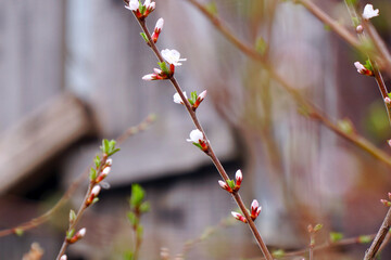 A branch with blooming white spring flowers of Prunus tomentosa