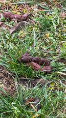 A pile of dog waste on grassy terrain highlights the problem of pet waste management in urban parks