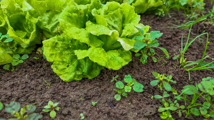 Fresh green lettuce growing in a garden bed symbolizes sustainability, organic farming, and Earth Day celebrations