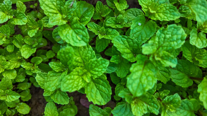 A lush bed of vibrant green mint leaves, perfect for refreshing summer beverages or herbal remedies, symbolizes natural wellness