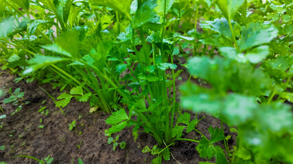 Vibrant green parsley plants growing in a garden bed, representing sustainable agriculture and organic gardening concepts