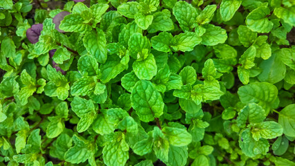 Obraz premium Lush green mint leaves in a garden, symbolizing freshness and herbal remedies, ideal for Earth Day celebrations